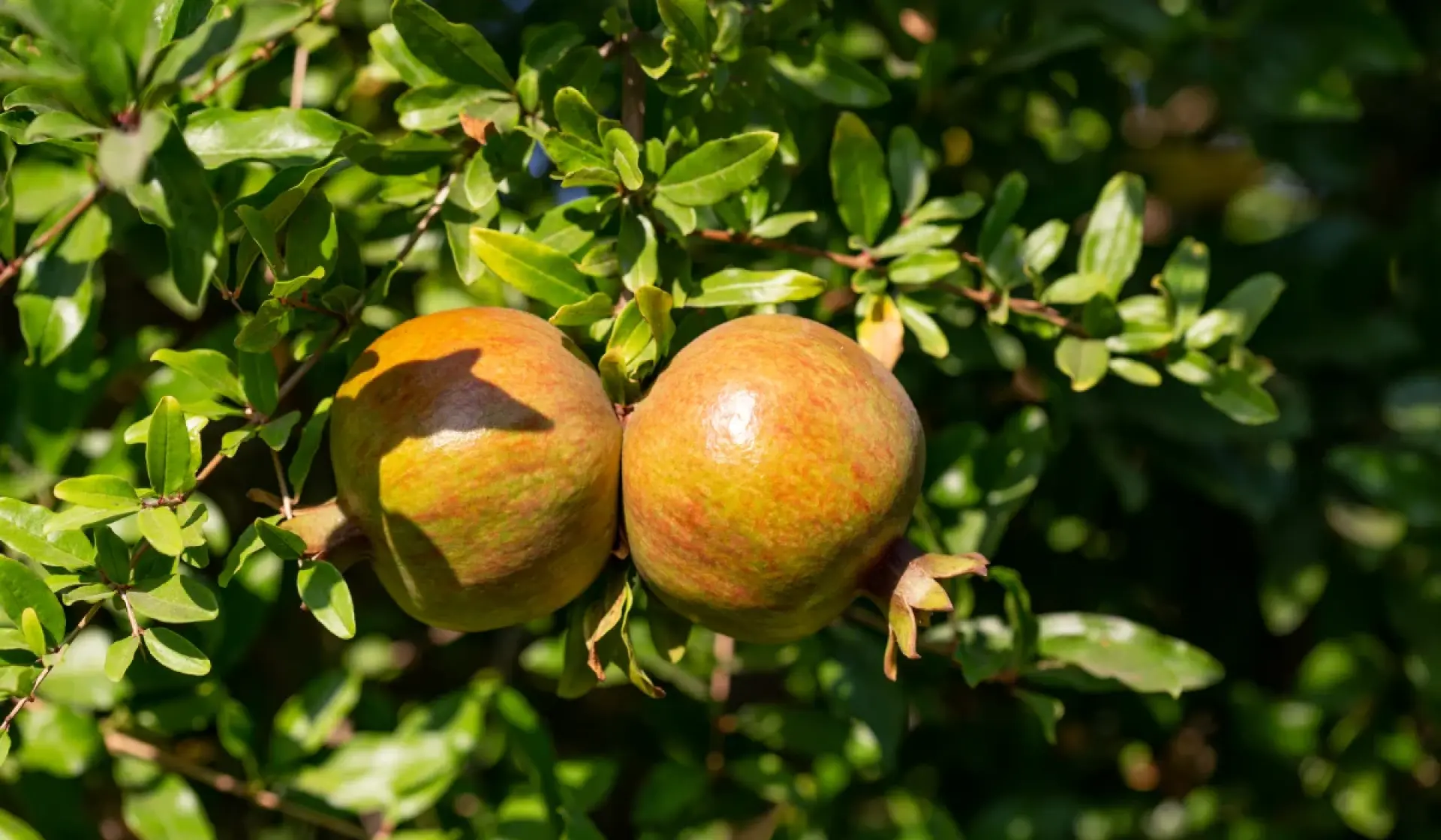 Pomegranate Orchards
