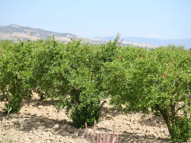 Pomegranate Orchards in Antalya, Turkey and Nearby Private Farms