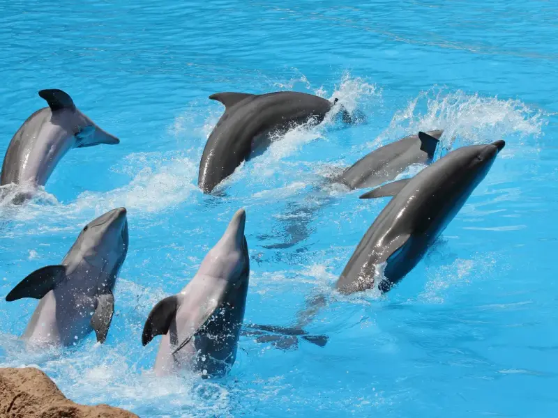 Dolphinarium at Aqualand Water Park in Antalya, Turkey - visitor information