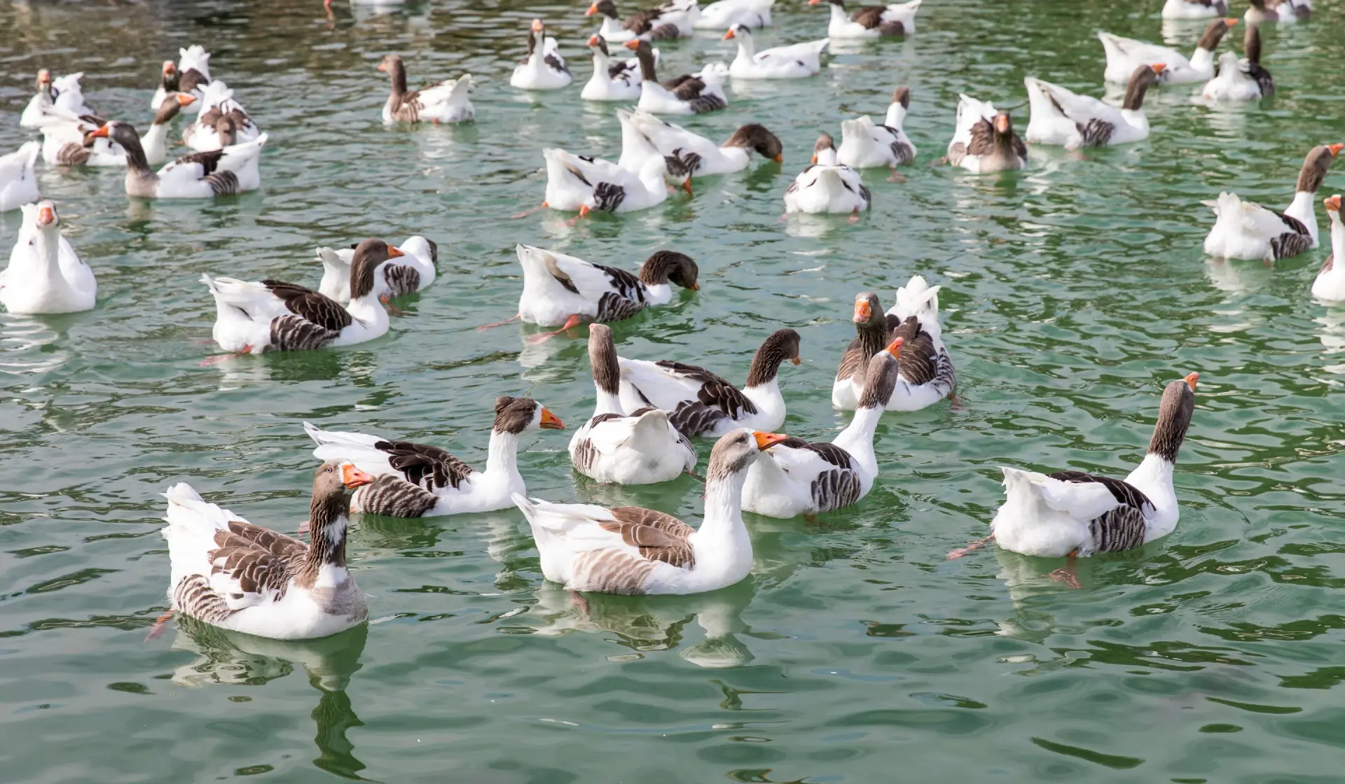 Pamukkale Nature Park