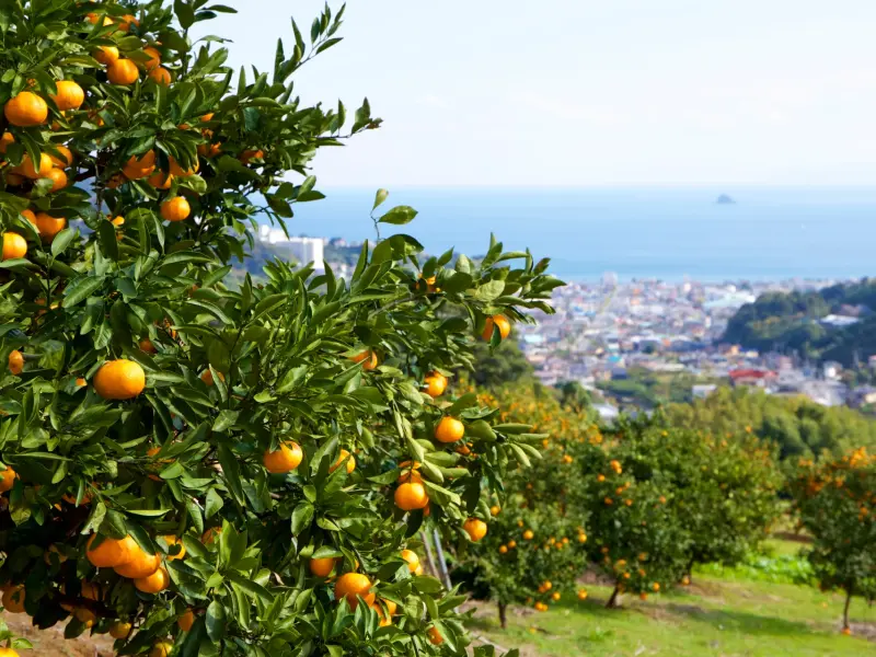 Orange Grove in Kemer, Turkey