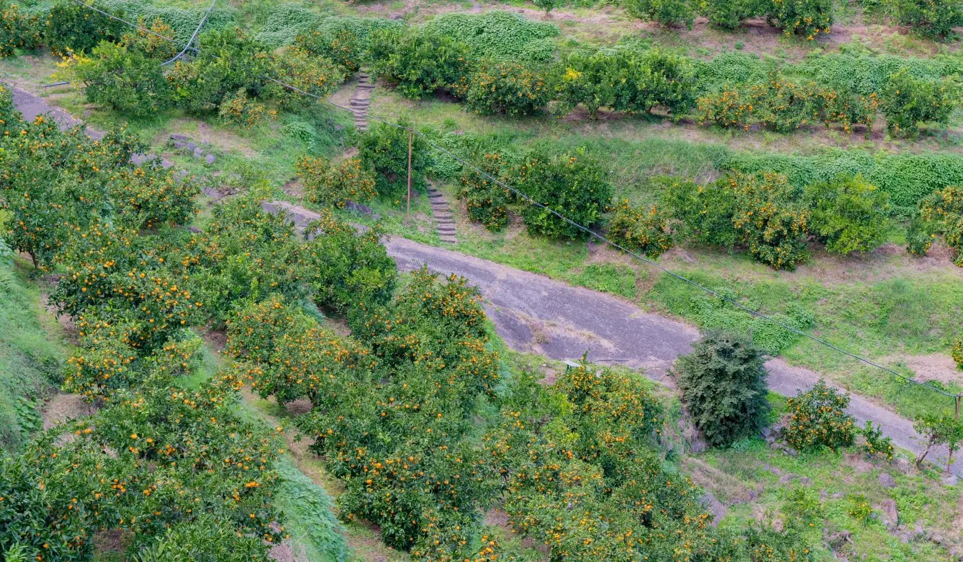 Orange Grove