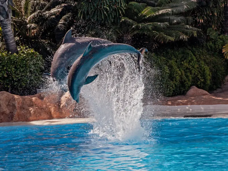 Delfinarium w Kemer w Kemerze, Turcja