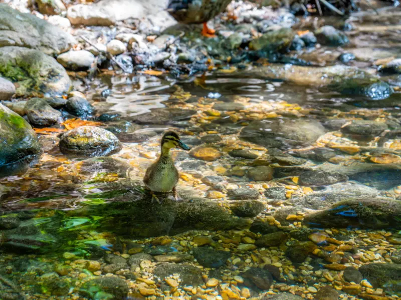 Ulupinar in the surroundings of Kemer, Turkey