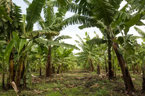 Kargicak Banana Plantations
