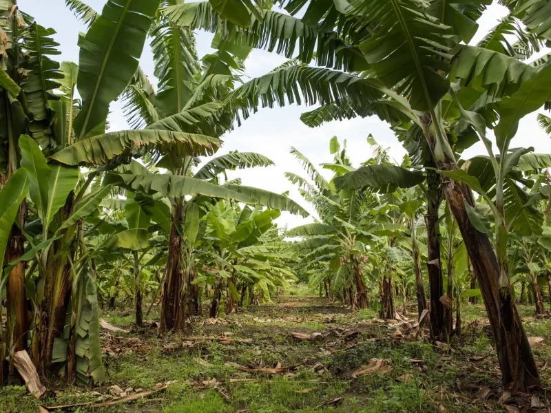 Kargicak Banana Plantations in Alanya, Turkey