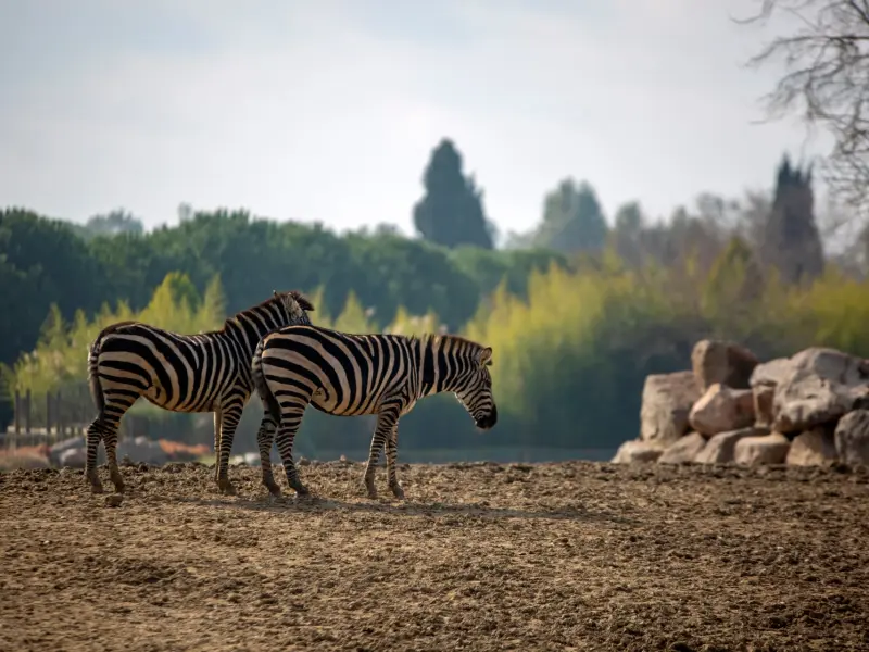 Zoo w Izmirze w dzielnicy Cigli, Turcja