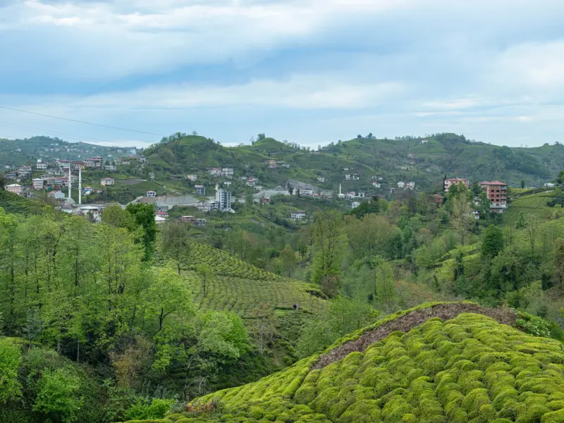 Rize Botanical Tea Garden in Rize, Turkey