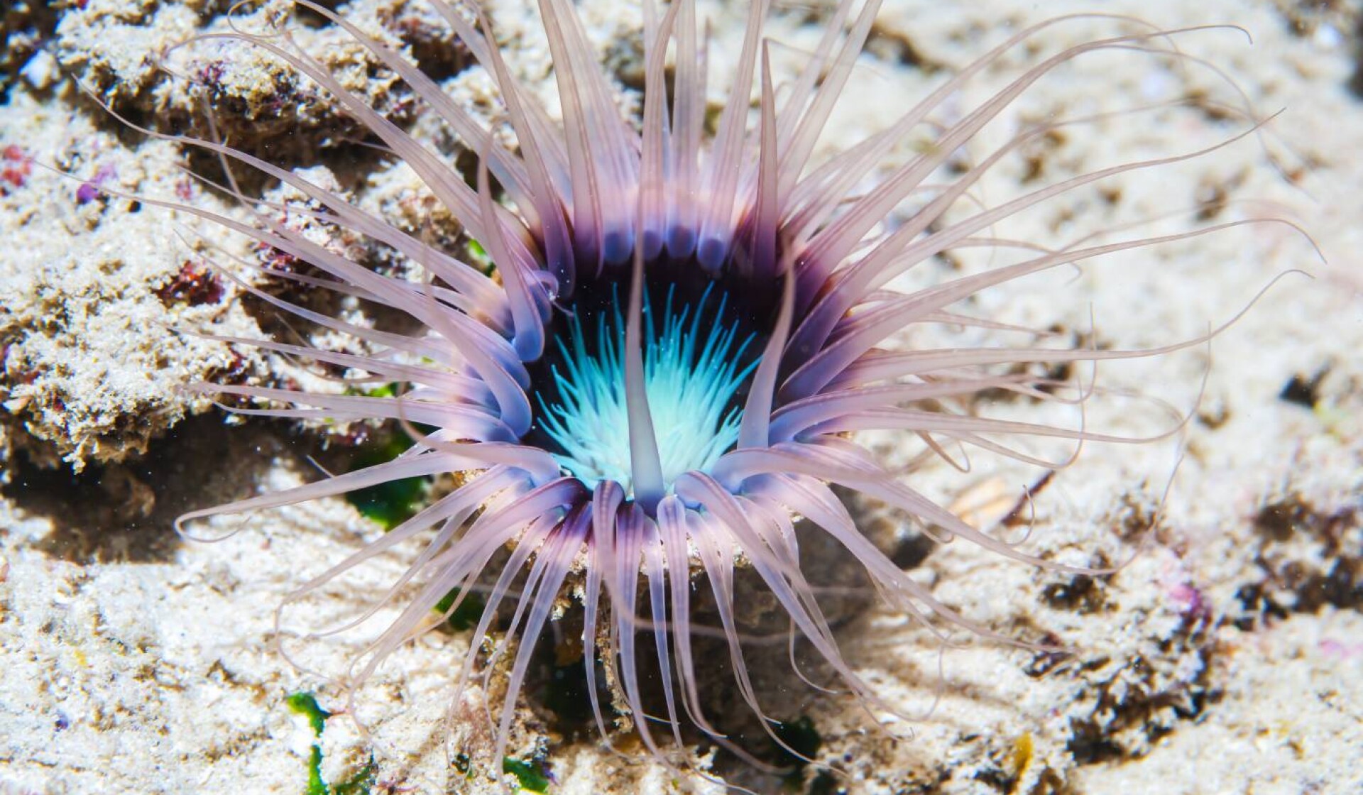 Antalya Marine Biology Museum