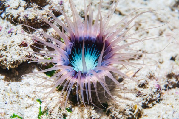 Antalya Marine Biology Museum