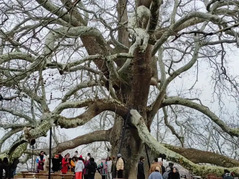 Old Plane Tree in Inkaya in Bursa, Turkey on the ascent to Uludag